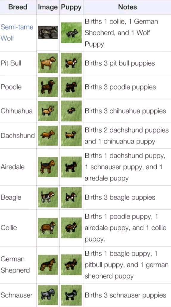 一小时人生如何养狗