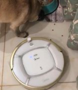 扫地机器人与狗的搞笑故事